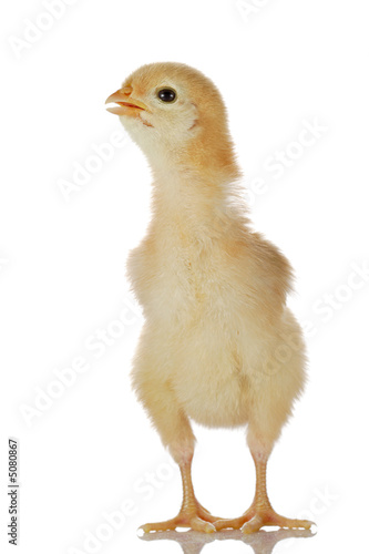 Cute little baby chicken against white background
