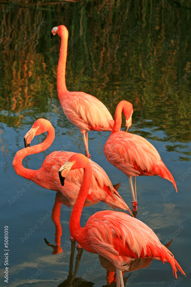 Naklejka premium red flamingo in a park