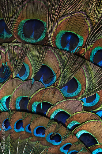 Fragment of the peacock fan