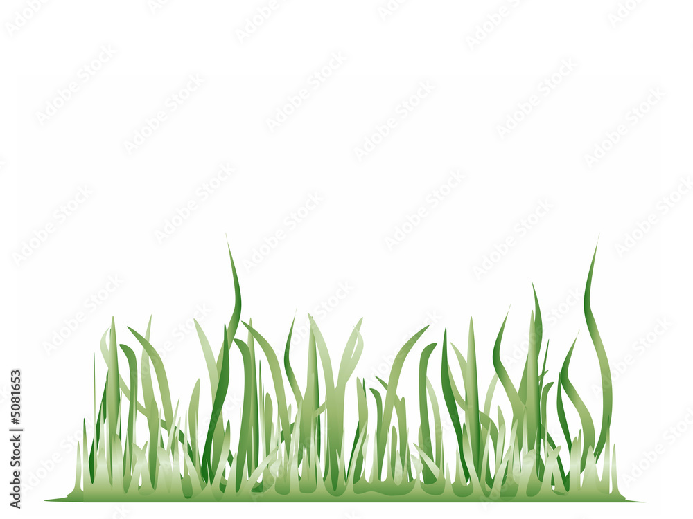 Fototapeta premium Gras