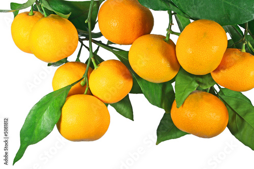 Tangerine fruit on a tree, isolated on white