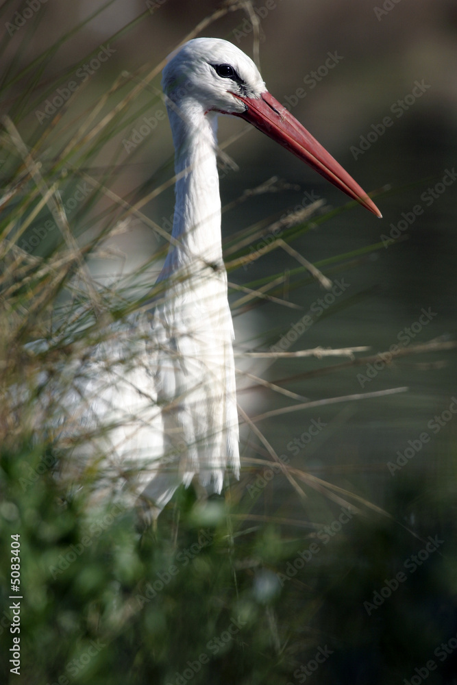 Fototapeta premium Cigogne blanche