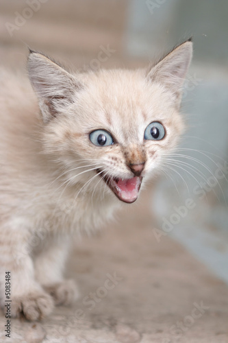 Sight of a small grey kitten