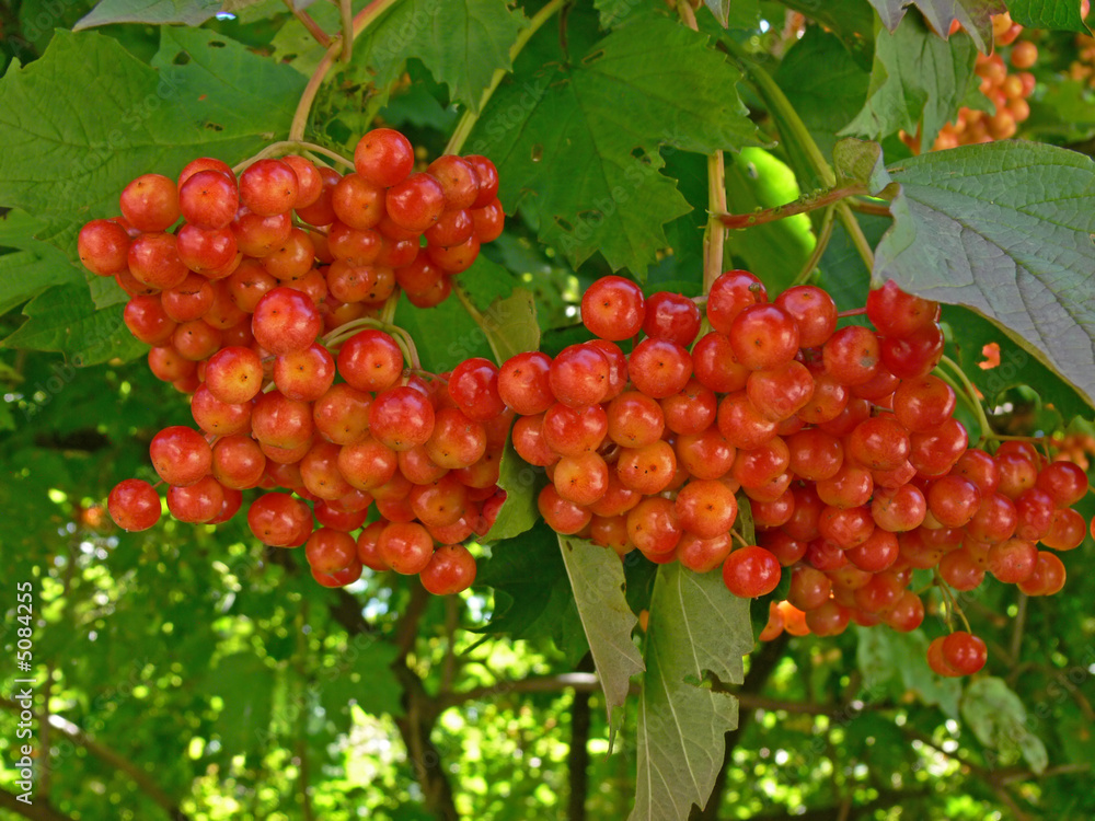 Fototapeta premium Herbs and alternative medicine: Red guelder-rose berries