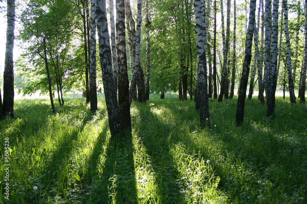 Obraz premium birch forest with long shadows