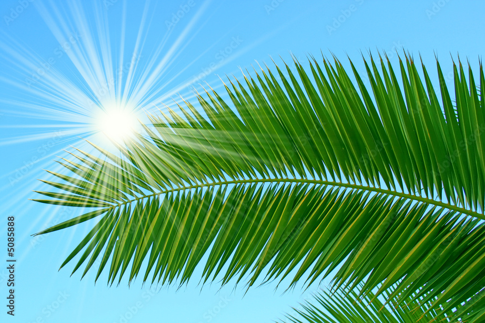 Obraz premium palm in sunlight