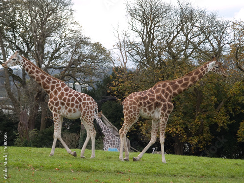 Photography giraffes