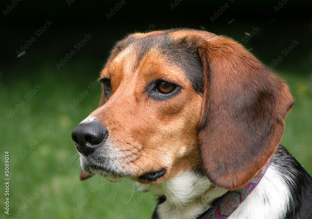 Lucy the Beagle II