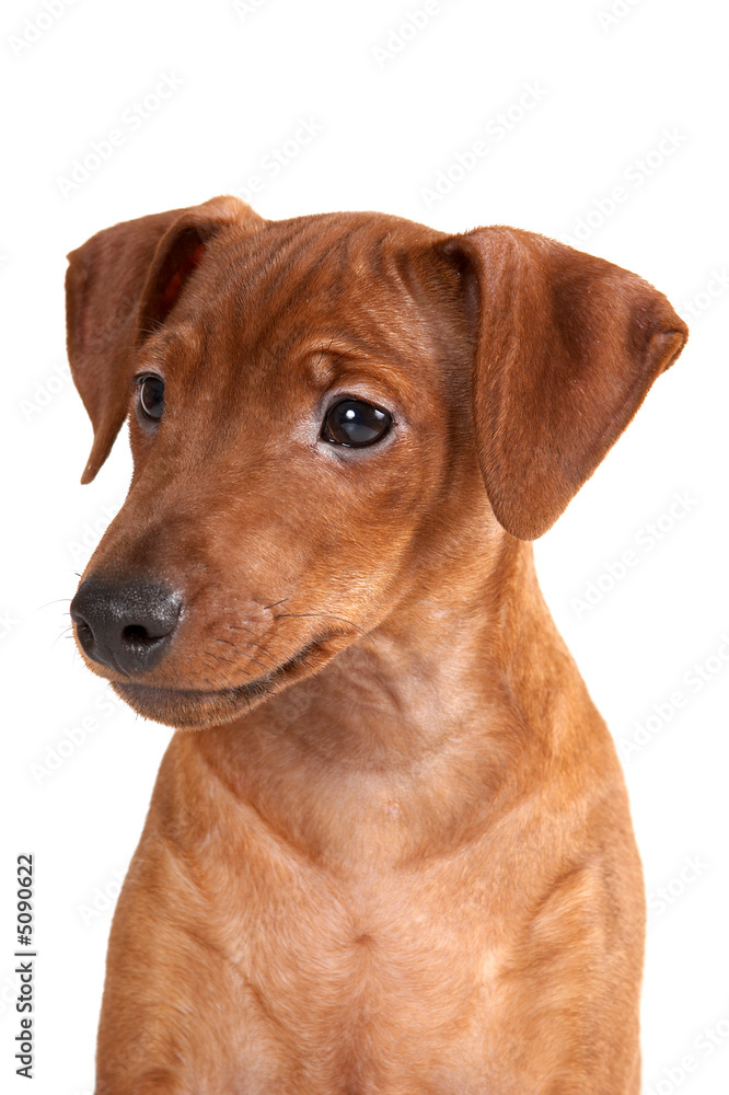 Brown pinscher puppy