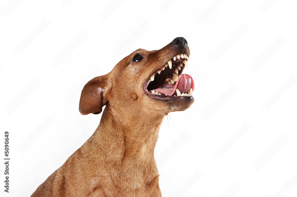 Brown pinscher dog