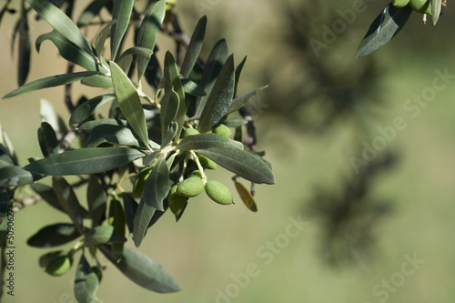 Olivies vertes sur l'arbre