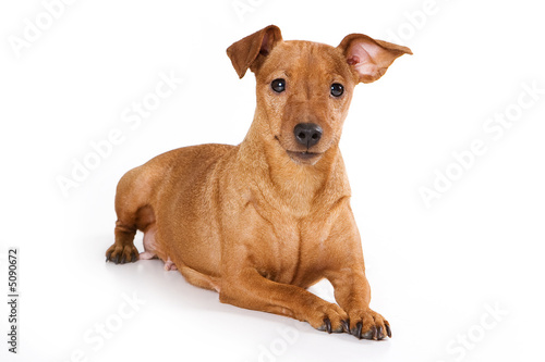 Brown pinscher dog