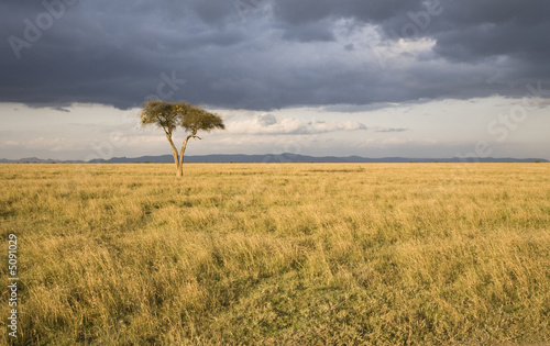 Lonely Tree