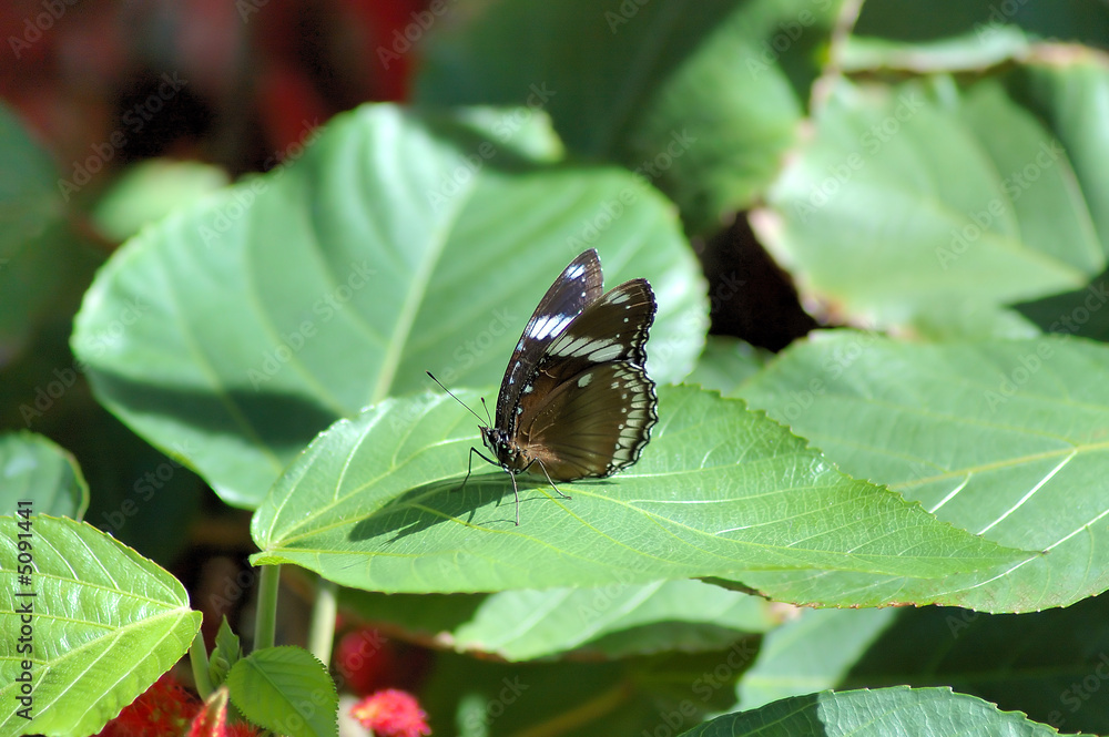 Butterfly on the leaf