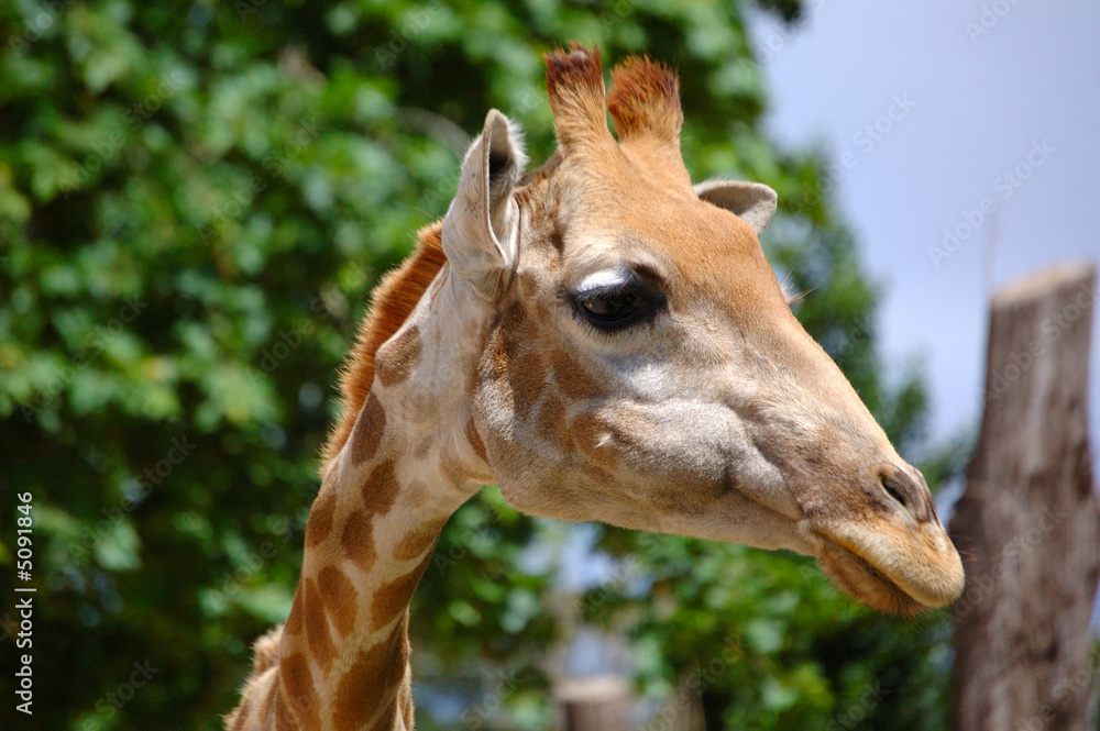 Naklejka premium zoológico