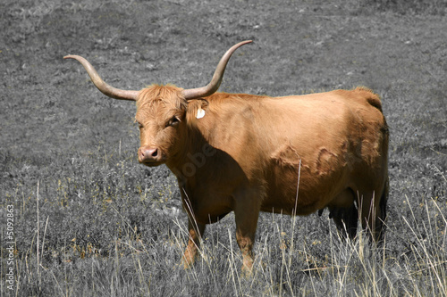 Long Horn Cow (Bos taurus)