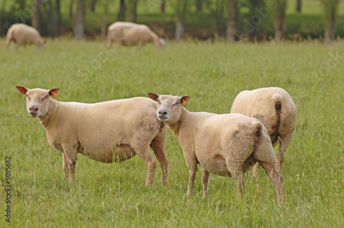 mouton © romaneau
