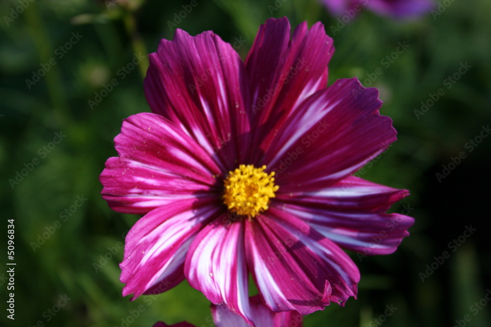 Une fleur Une fleur