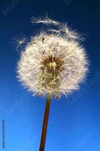 Dandelion  Objects on blue background