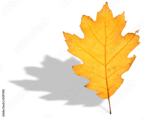 Wallpaper Mural oak leaf and shadow Torontodigital.ca