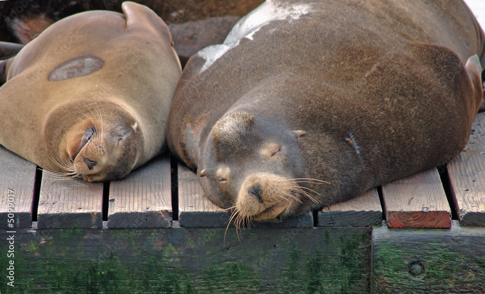 Snoozing sea lions
