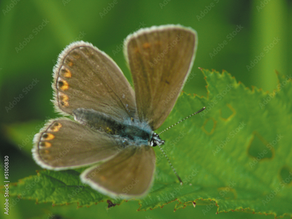 The butterfly sitting on a branch The butterfly sitting on a branch