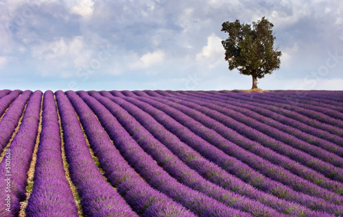 Lavender field and a lone tree