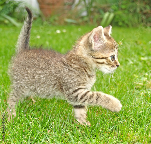 cute little cat playing outside