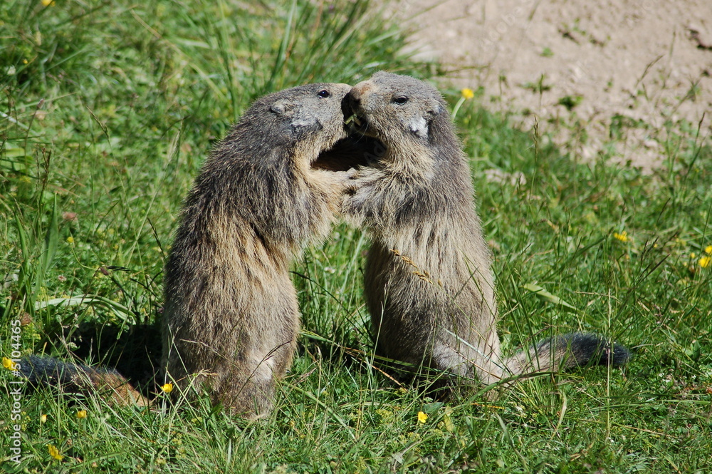 Fototapeta premium calin de marmottes