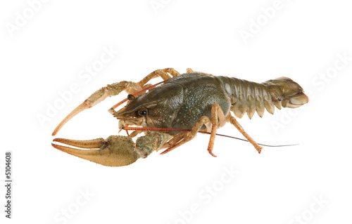the  crayfish