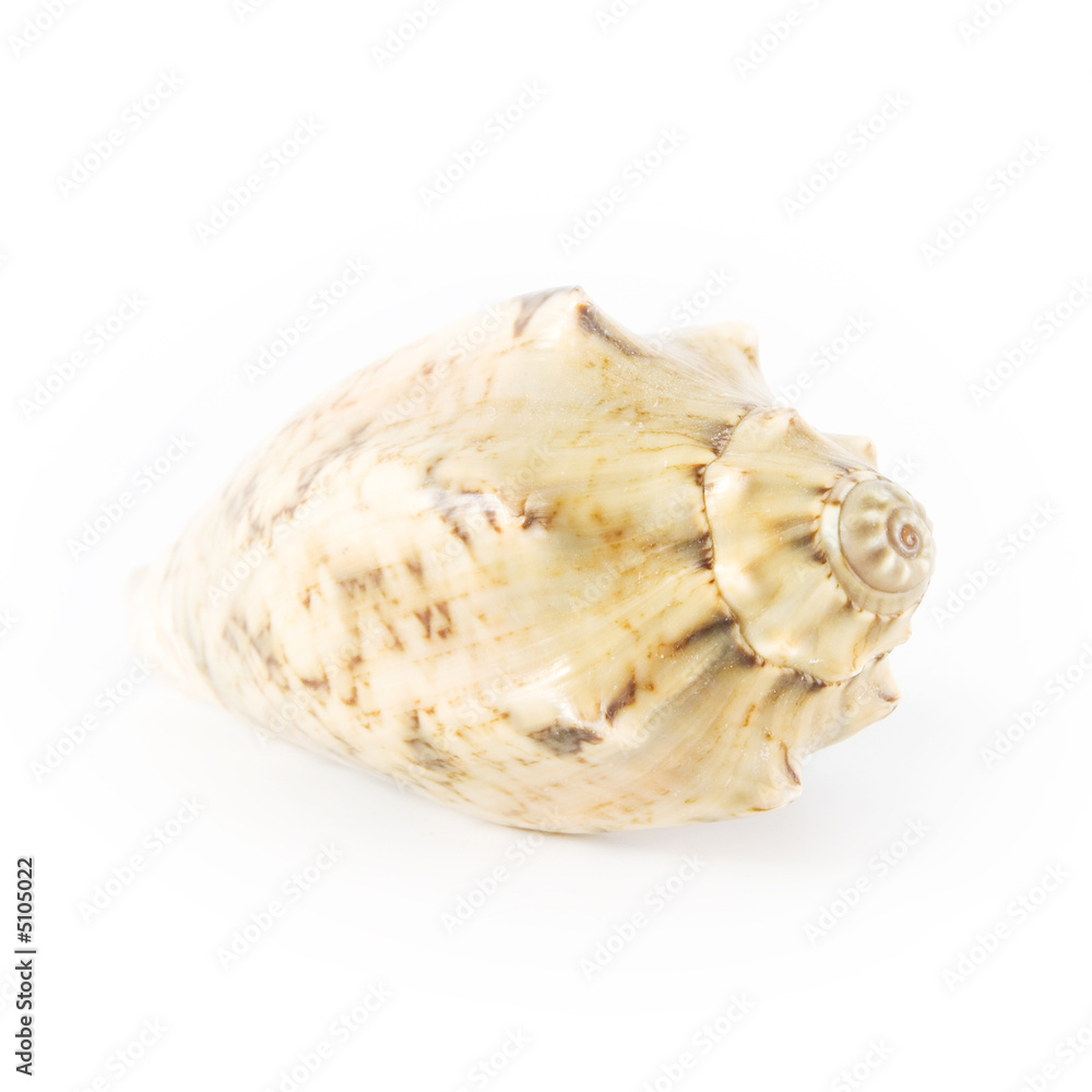 Shell isolated on white background Shell isolated on white background