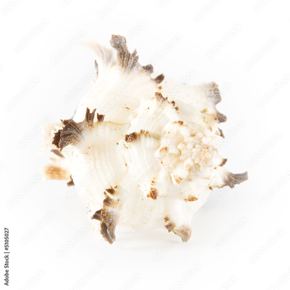 Shell isolated on white background Shell isolated on white background