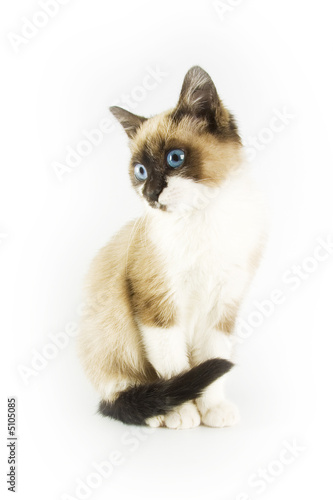 Beautiful cat isolated on white background © Stefan Andronache