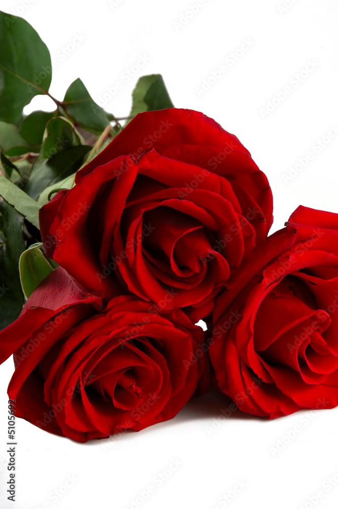 Obraz premium Close-up shot of a red roses