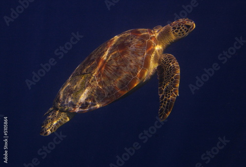 Turtle underwater with light reflections on it's shell