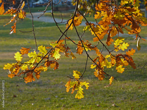 Foglie d'autunno