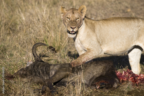 Lioness with Prey