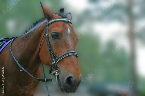 Beautiful horse 