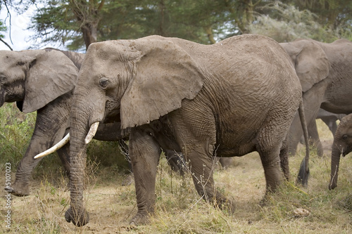 African Elephants