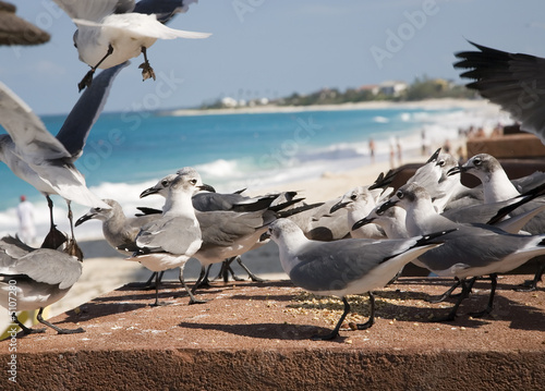Seagulls feeding with a Bahamas beach in the background. © Donald Swartz