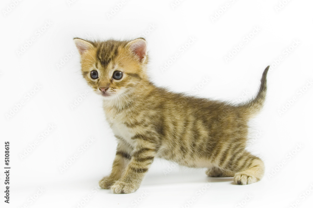 Kitten Kitten
