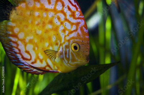 aquarium d'eau douce