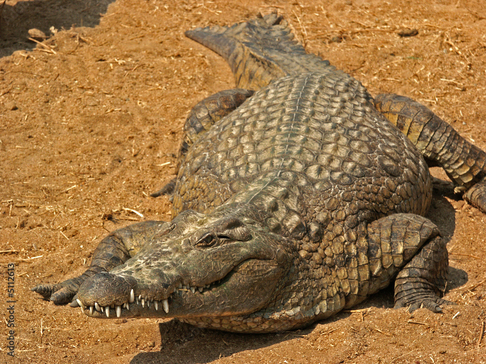 Fototapeta premium Crocodile