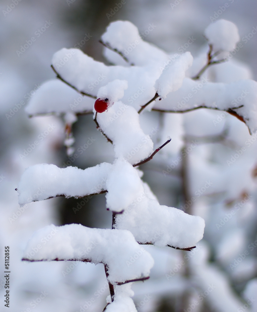 one berry in a snow one berry in a snow