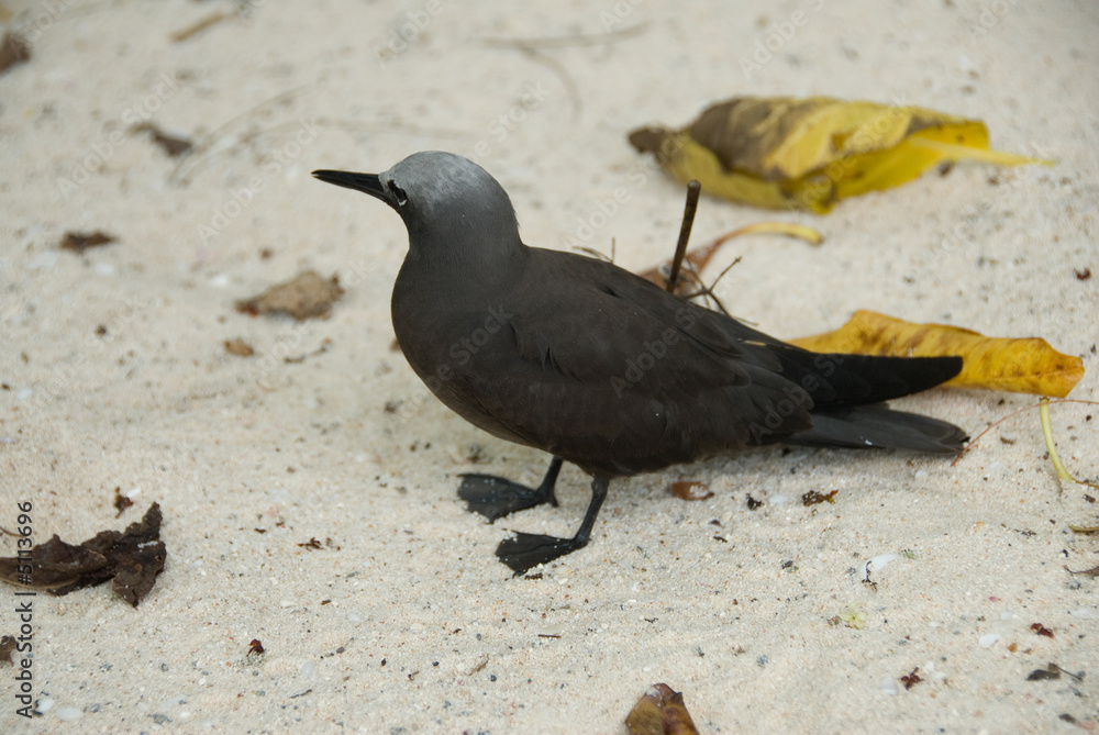 Fototapeta premium Oiseau noddi brun, Seychelles