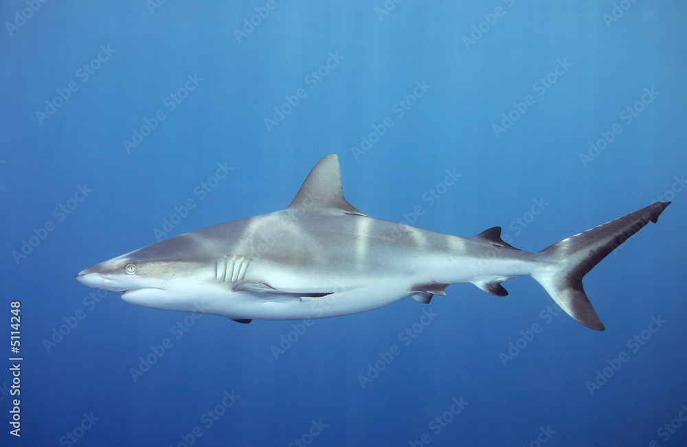 Fototapeta premium shark swimming underwater