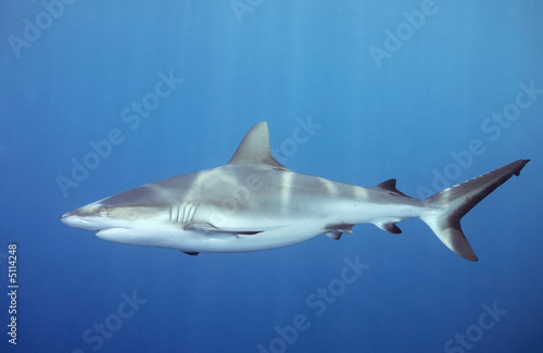 shark swimming underwater