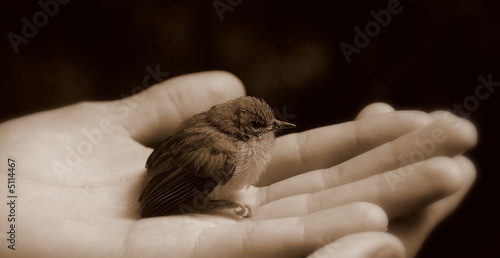 Baby bird in hand (black and white) with beak closed photo