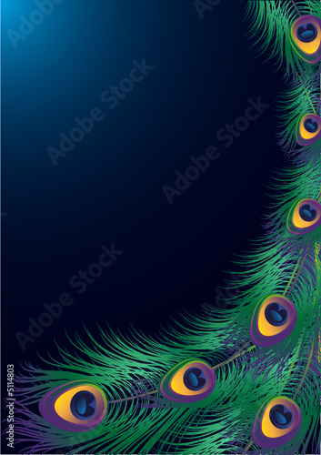 peacock feather