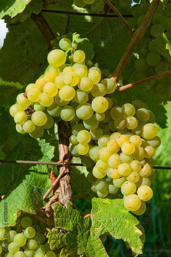 grappe de raisin blanc grappe de raisin blanc